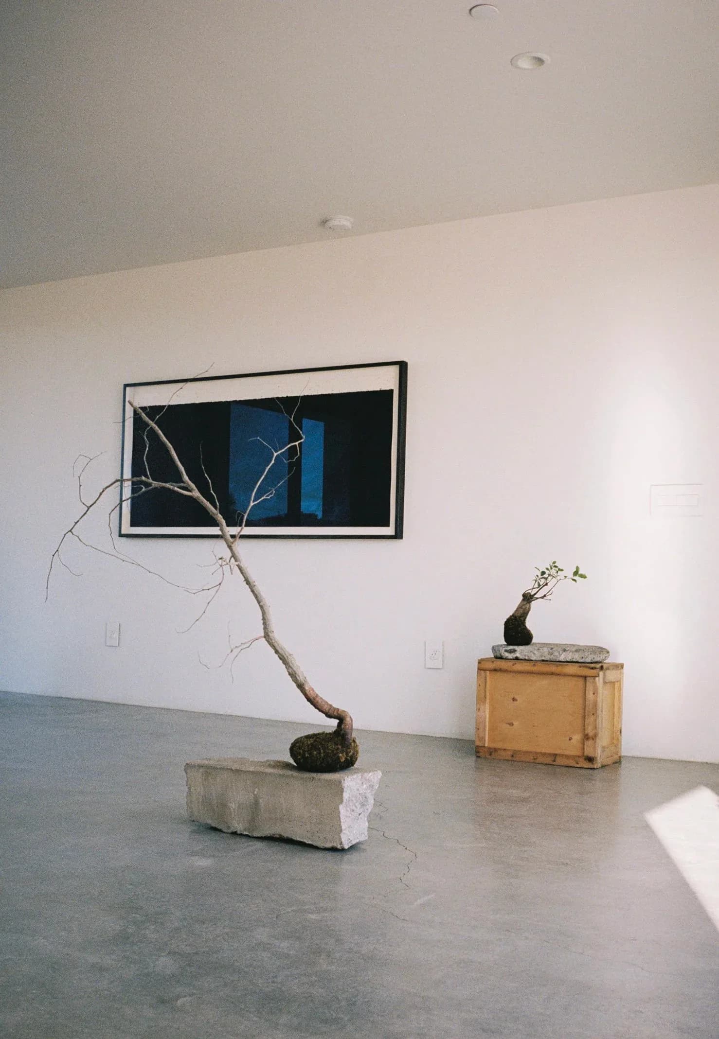 Minimalist gallery space with concrete floors, white walls, a framed artwork with blue geometric forms, a sculptural branch in concrete planter, and wooden crate with small plant installation by Alejandro Bataille.