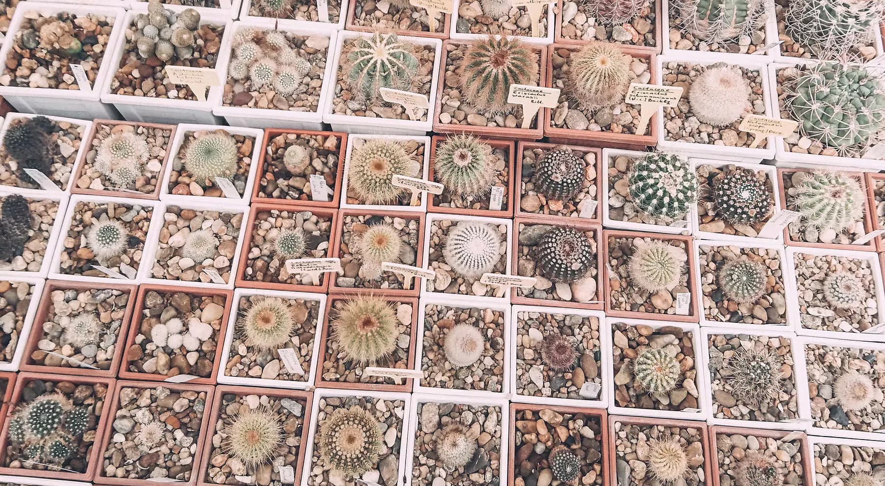 Overhead view of a organized succulent plant collection arranged in grid format with varied species and soil types by Brooke Brindley.