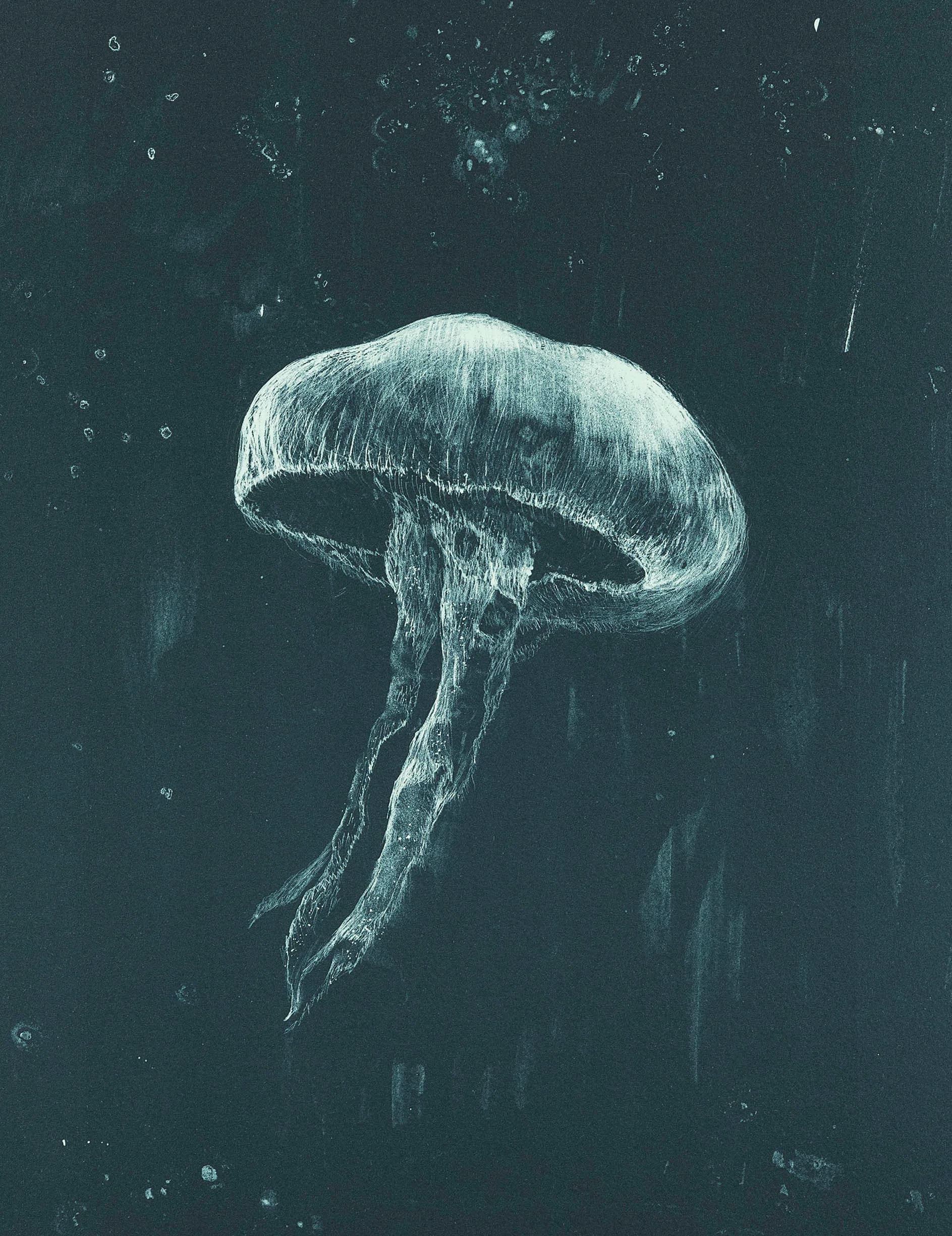 Detailed pencil sketch of a jellyfish with translucent bell and trailing tentacles rendered in white linework against a dark textured background by Cathrine Raben Davidsen.