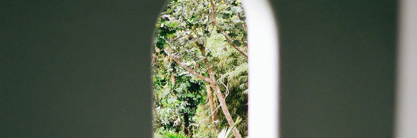 View through a green-painted archway framing lush green foliage and trees, showcasing outdoor landscape design by Dalton Scott.