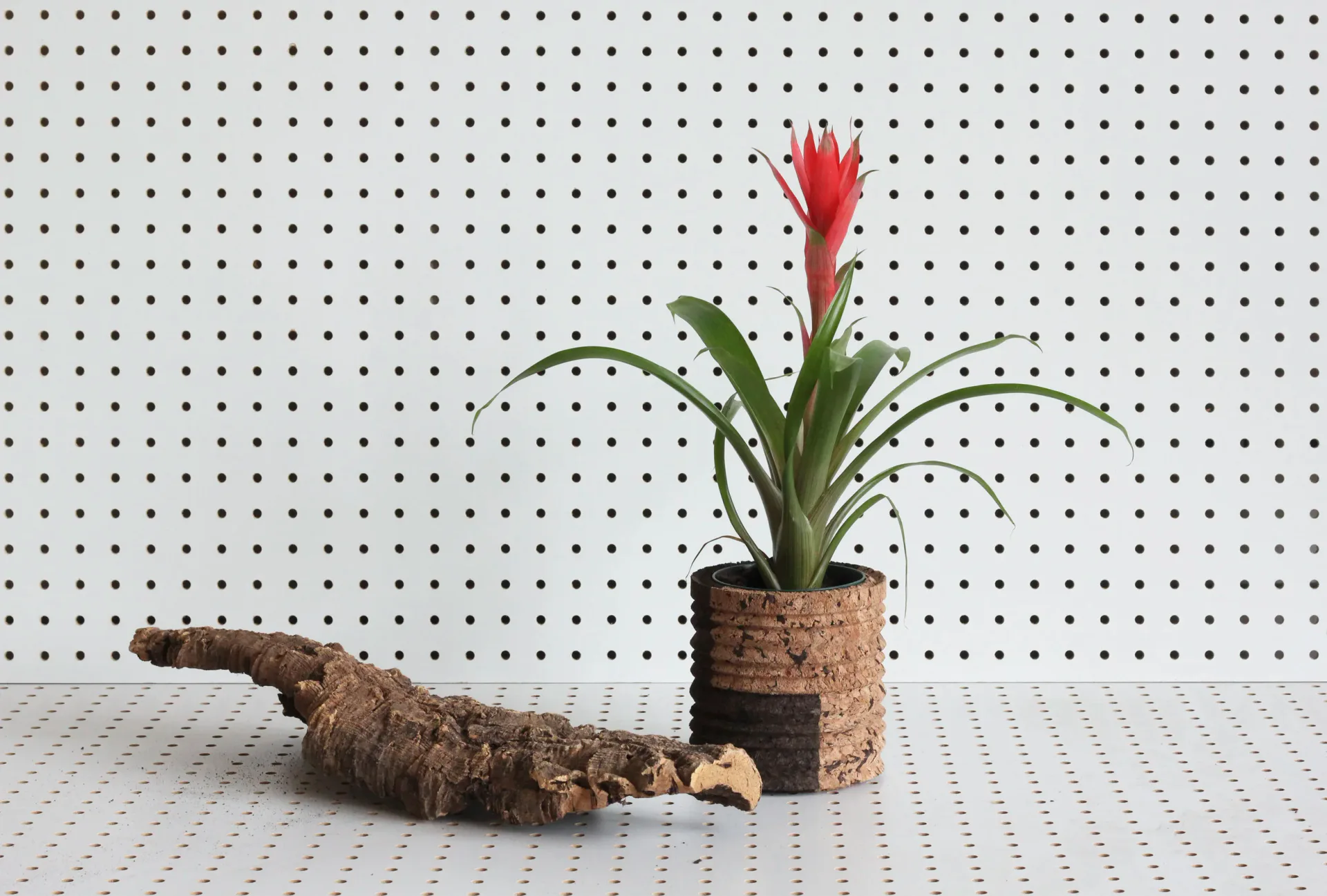 Styled still life arrangement featuring a potted flowering plant with red blooms and a gnarled wooden branch on pegboard backdrop by Daniel Michalik.