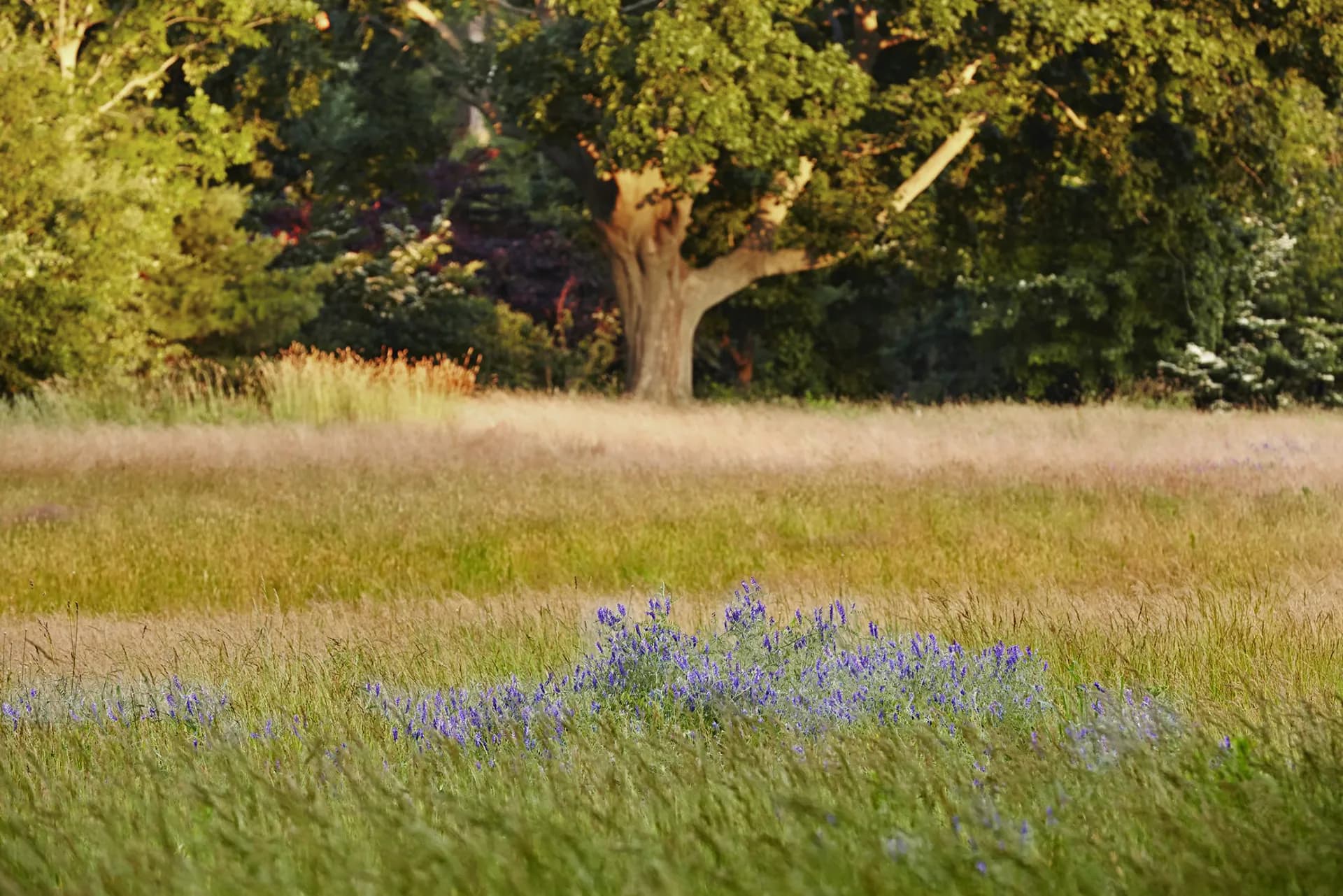 Sunlit meadow with purple wildflowers and mature oak tree in background, natural landscape design by Hope Brice.