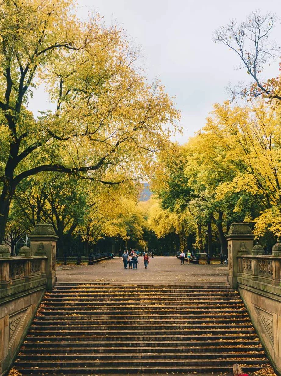 A grand autumn tree-lined pathway with stone steps descending toward distant figures, golden foliage canopy overhead, historic stonework railings by Stacey Gilles.
