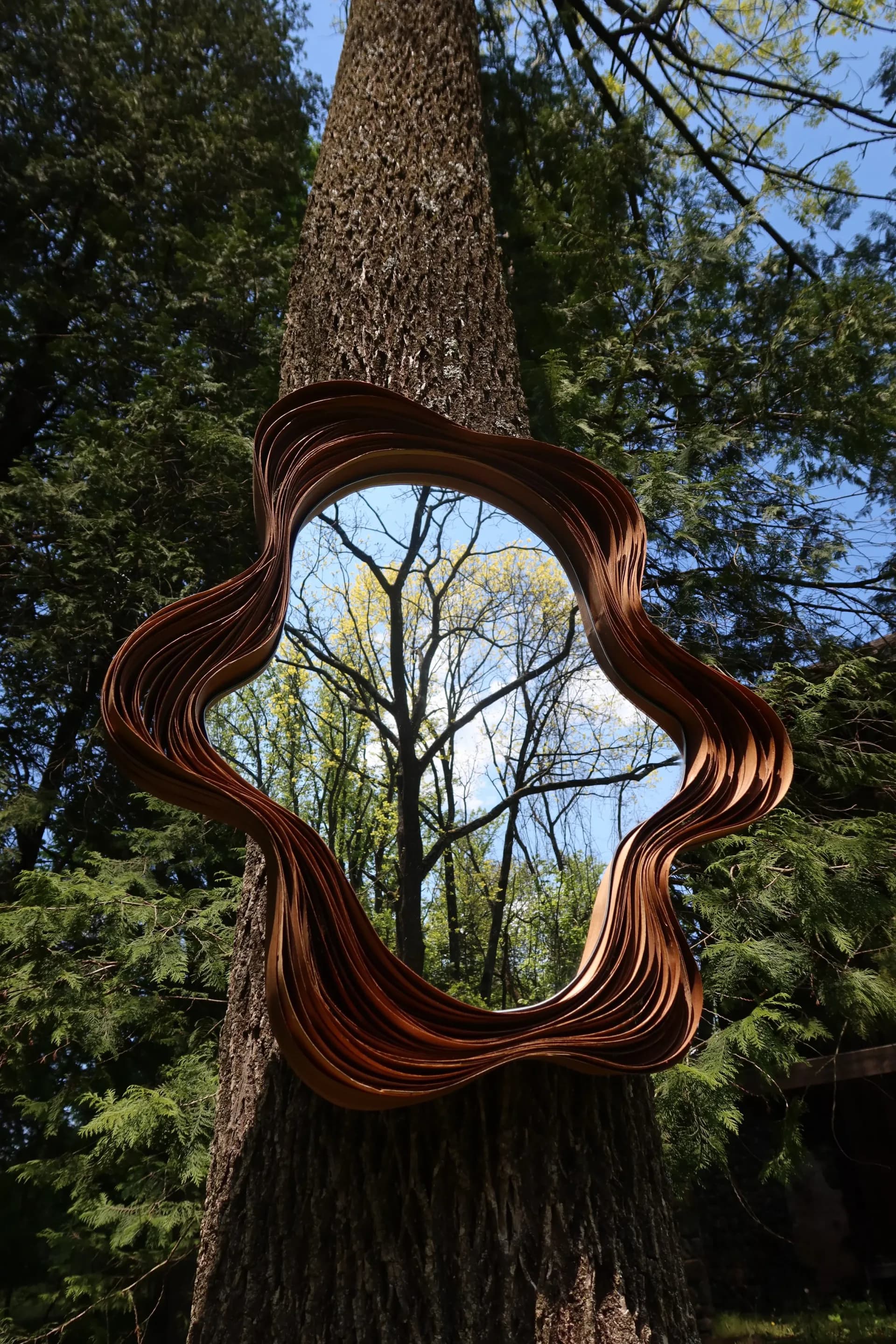 Sculptural copper wire mirror with undulating organic frame mounted on tree trunk in forest setting, framed by surrounding evergreen trees by Victoria Humphrey.