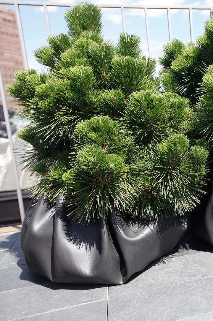 A contemporary landscape design featuring a striking sculptural black planter with organically curved forms containing lush green pine topiary, positioned on a paved terrace with glass building facade in background, by Cristina Grajales Gallery.
