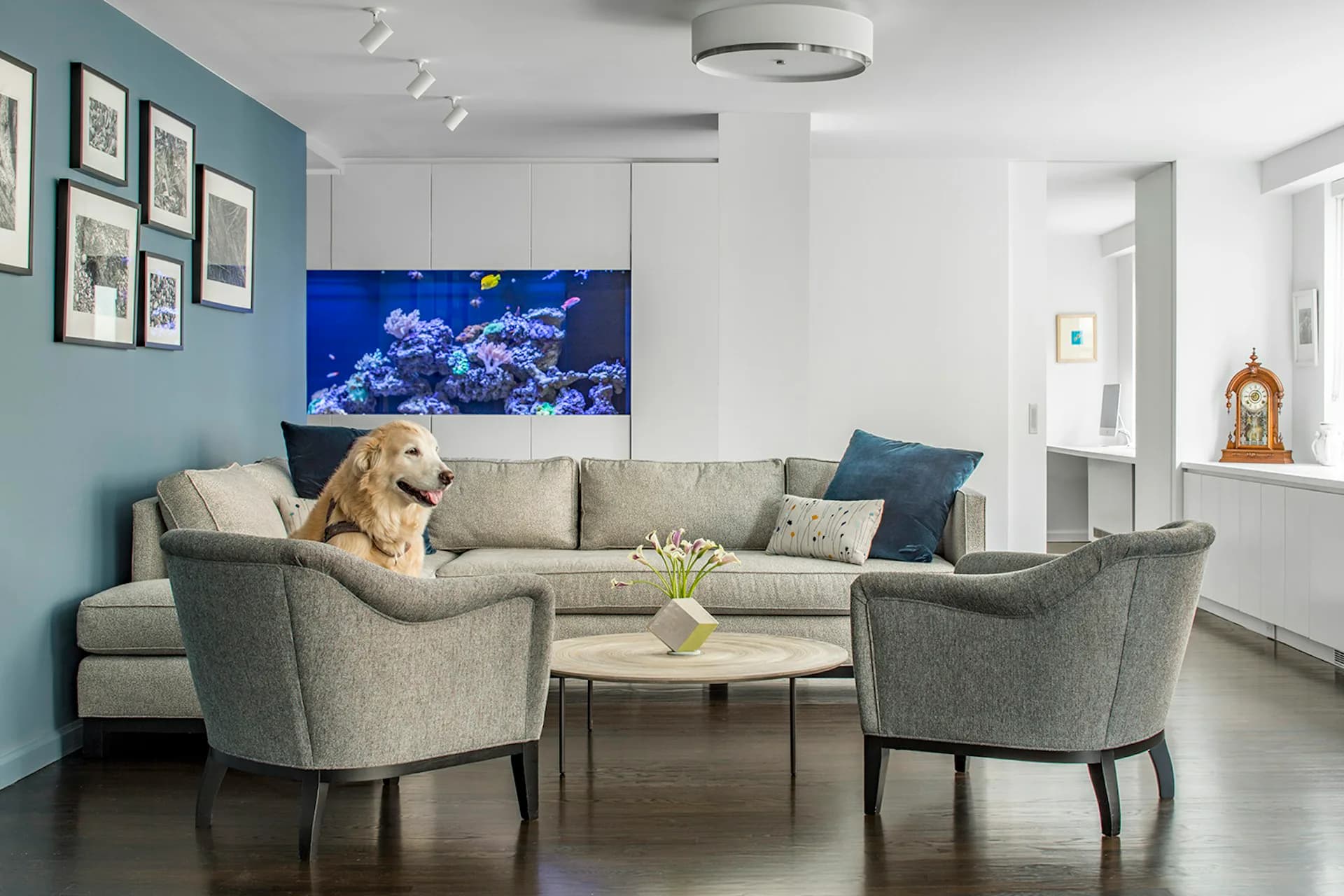 Modern living room with gray sectional sofa, blue accent wall, aquarium, and golden retriever, designed by James Wagman Architect, LLC.
