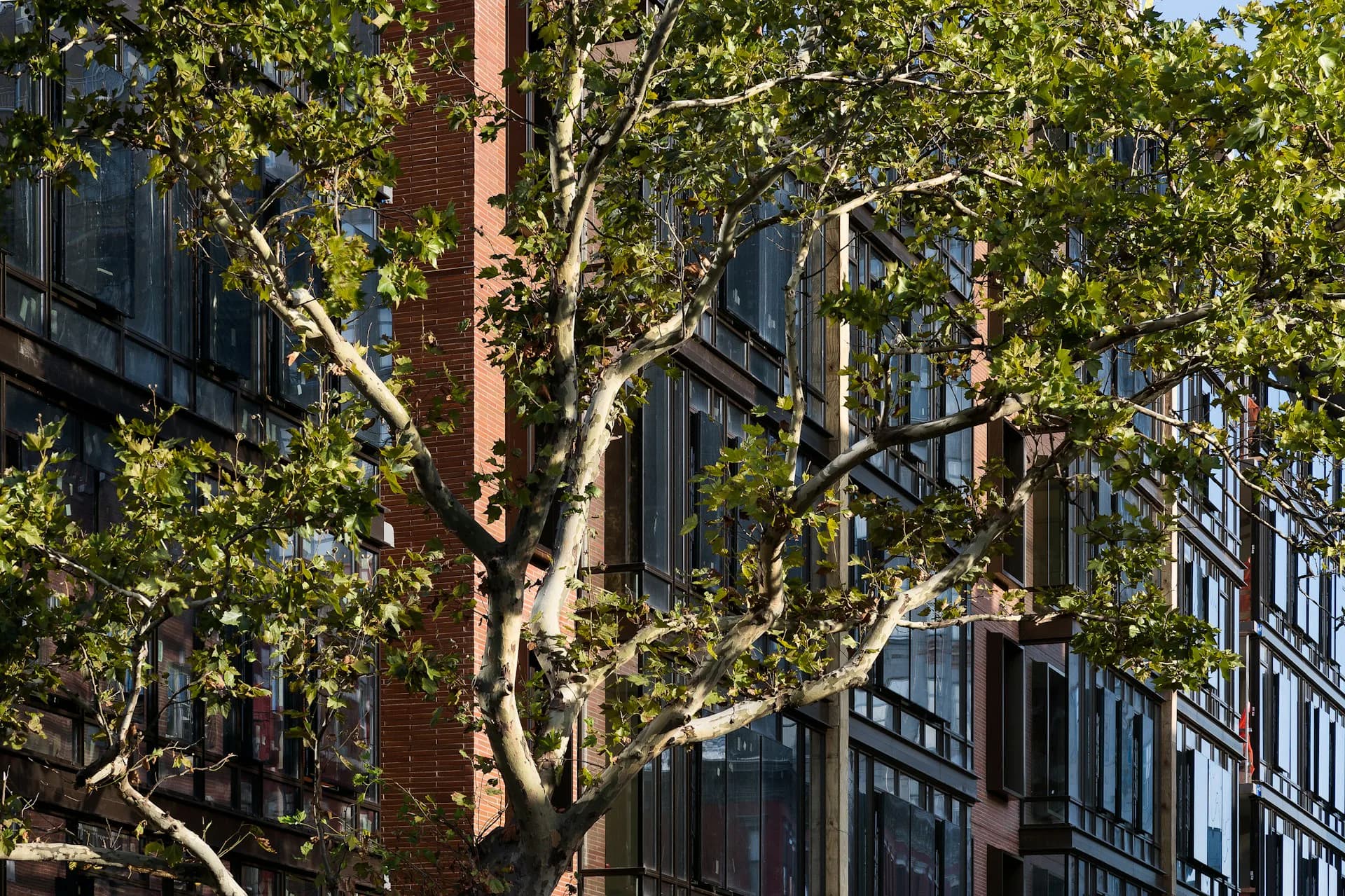 Urban streetscape featuring mature trees with dappled sunlight casting shadows on historic brick and stone buildings by Think! Architecture + Design.